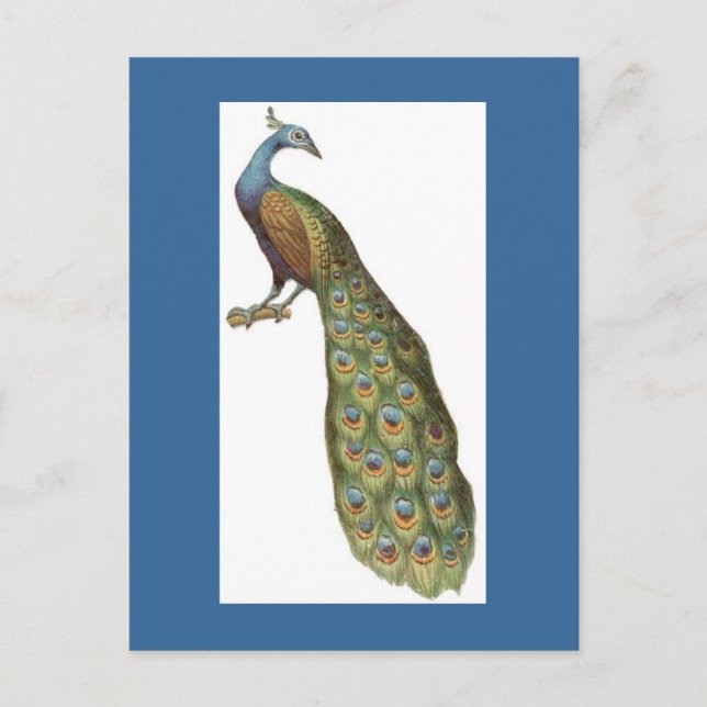 Carte Postale Illustration du paon (Devant)
