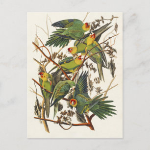 Carte Postale Illustration du perroquet de Caroline par Audubon