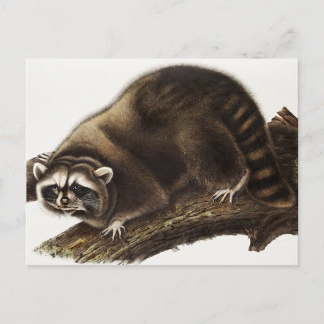 Carte Postale Illustration du raton laveur (Procyon lotor) (Devant)