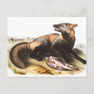 Carte Postale Illustration du Renard croisé américain (Canis vul