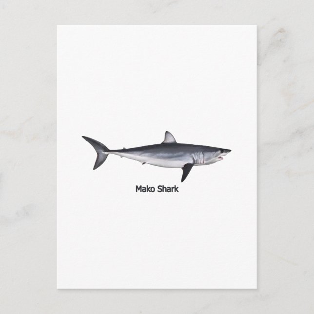Carte Postale Illustration du requin Mako Shortfin (Devant)