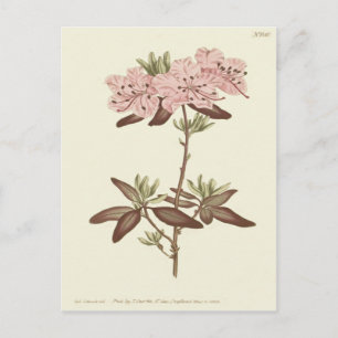 Carte Postale Illustration du Rhododendron à feuilles pointillée