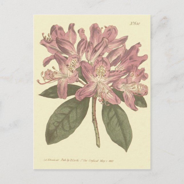 Carte Postale Illustration du Rhododendron pourpre (Devant)