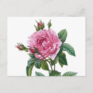 Carte Postale Illustration du Rose vintage
