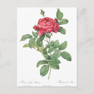 Carte Postale Illustration du Rose vintage