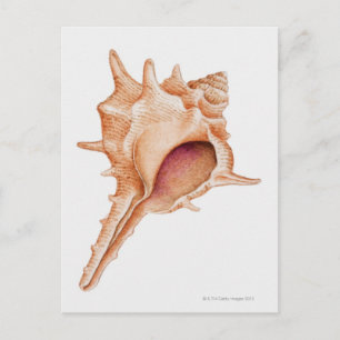 Carte Postale Illustration du shell Murex