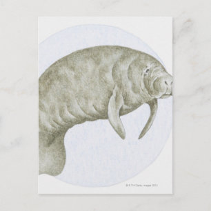 Carte Postale Illustration d'un lamané (Trichechus sp.)