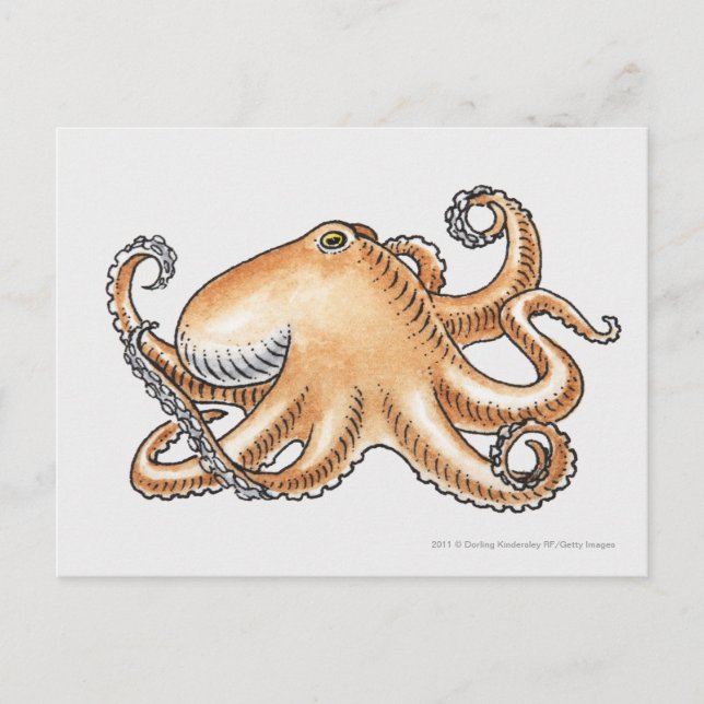 Carte Postale Illustration d'une pieuvre (Devant)