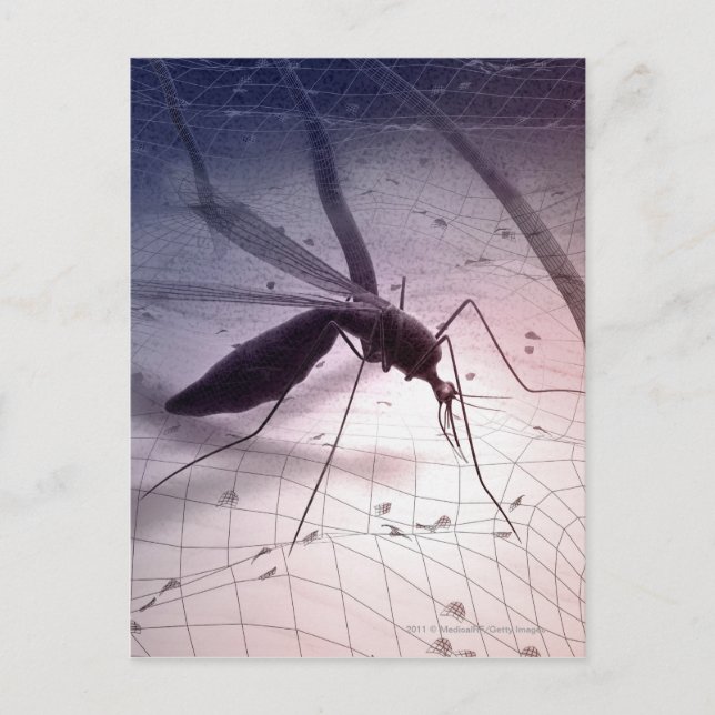 Carte Postale Illustration d'une piqûre de moustiques (Devant)