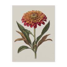 Carte postale illustration d'une Zinnia