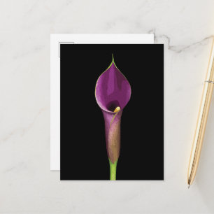Carte Postale Illustration élégante de calla violet