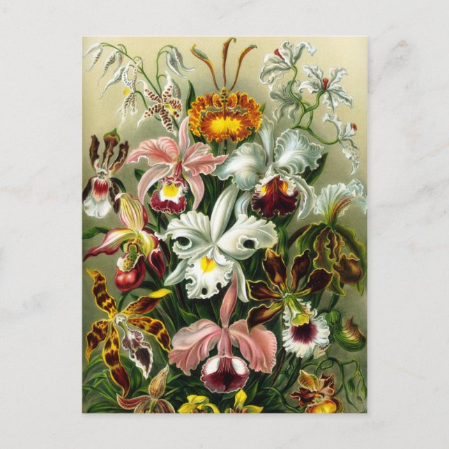 Carte Postale Illustration florale vintage orchidée (Devant)