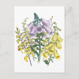 Carte Postale Illustration Foxglove vintage