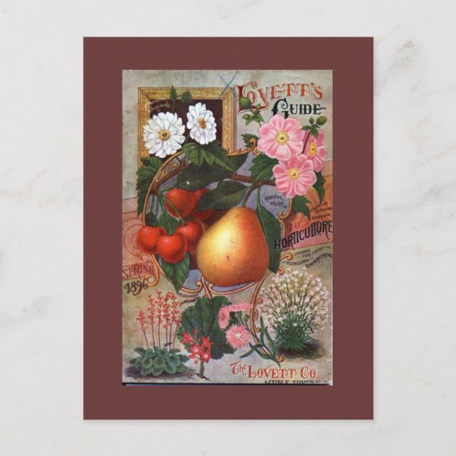 Carte postale - Illustration Fruit Floral Vintage (Devant)