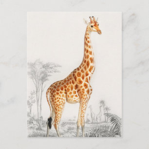 Carte Postale Illustration Giraffe Art Vintage Imprimer