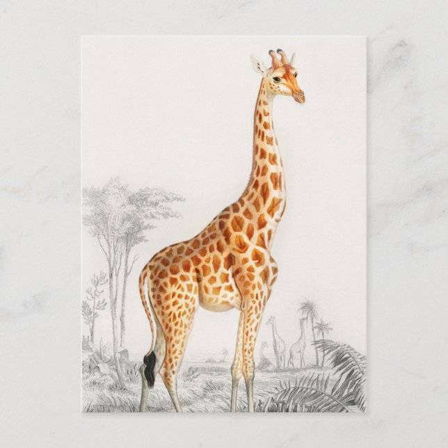Carte Postale Illustration Giraffe Art Vintage Imprimer (Devant)