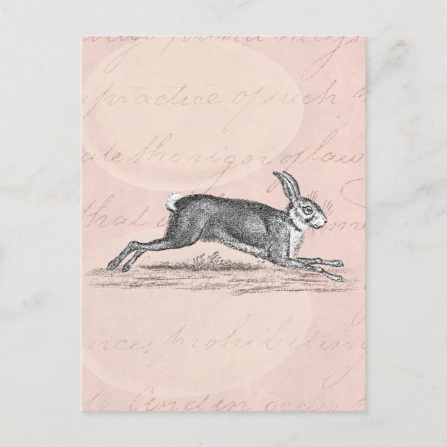 Carte Postale Illustration lapin lièvre vintage - lapins (Devant)