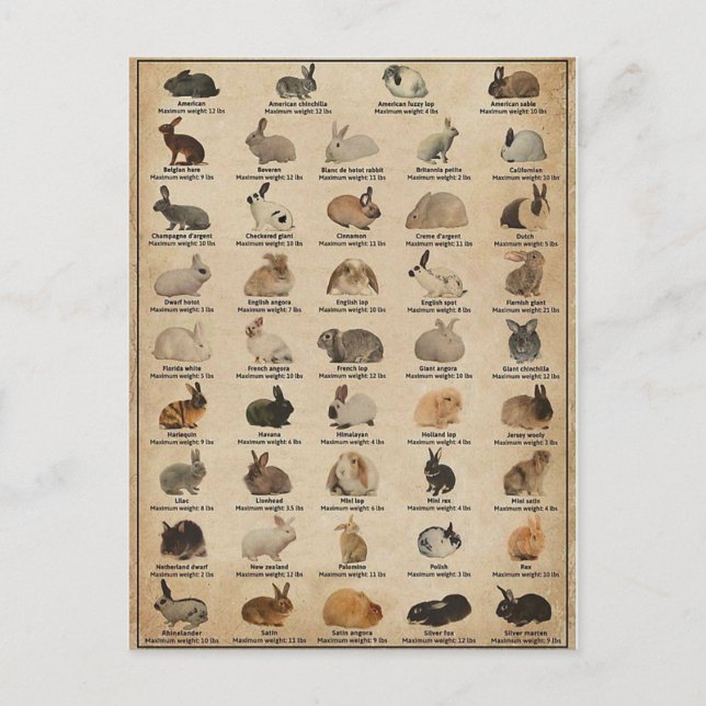 Carte Postale Illustration Lapins (Devant)