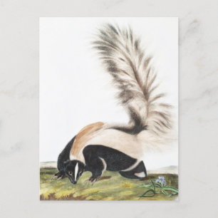Carte Postale Illustration LargeTail Skunk Mephitis macroura