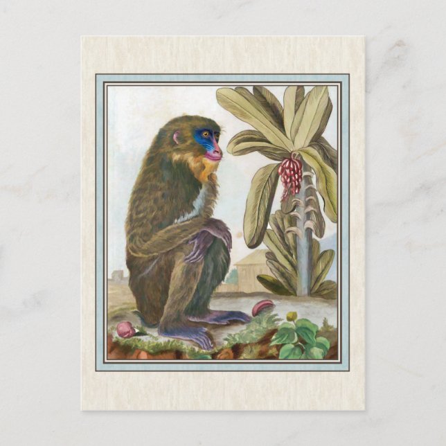 Carte Postale Illustration Mandrill vintage (Devant)