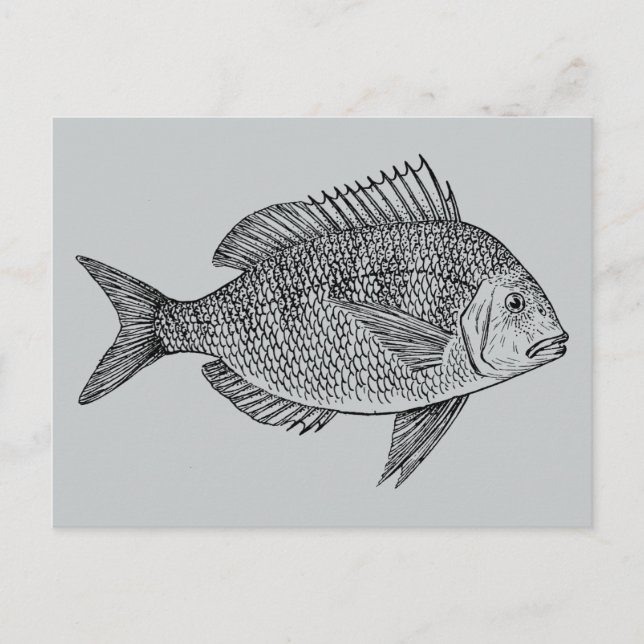 Carte Postale Illustration marine de poisson vintage (Devant)