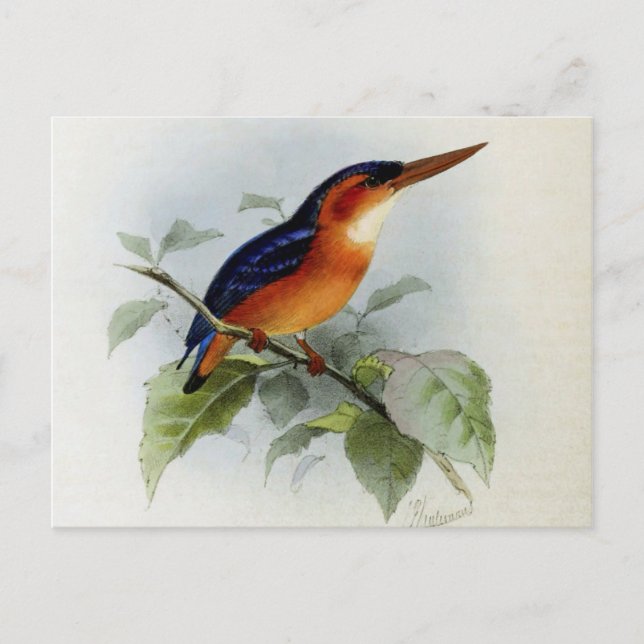 Carte Postale Illustration martin pêcheur (Devant)