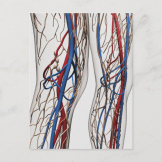 Carte Postale Illustration Médicale Des Artères 1