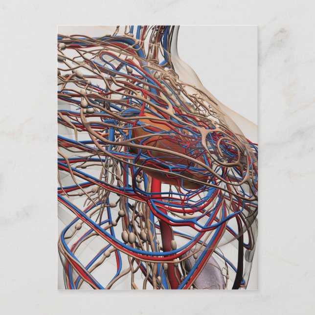 Carte Postale Illustration Médicale Des Artères Du Sein Féminin (Devant)