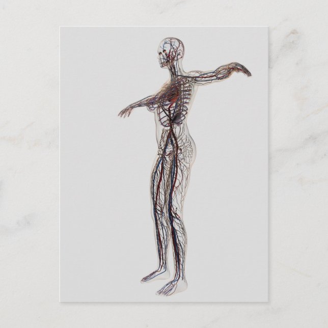 Carte Postale Illustration Médicale Des Artères, Veines Féminine (Devant)