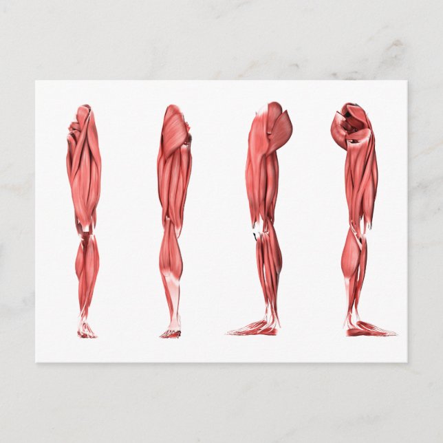 Carte Postale Illustration Médicale Des Muscles De Jambes Humain (Devant)