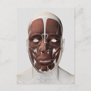 Carte Postale Illustration Médicale Des Muscles Faciaux Hommes