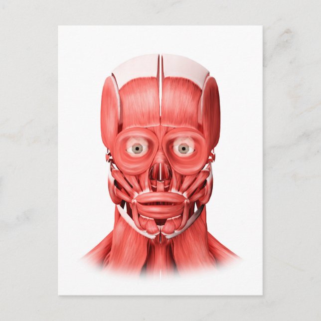 Carte Postale Illustration Médicale Des Muscles Faciaux Hommes 1 (Devant)