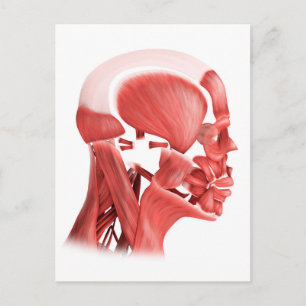 Carte Postale Illustration Médicale Des Muscles Faciaux Hommes 2