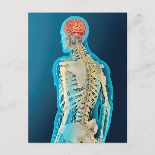 Carte Postale Illustration Médicale Du Cerveau Humain Et De La S (Devant)