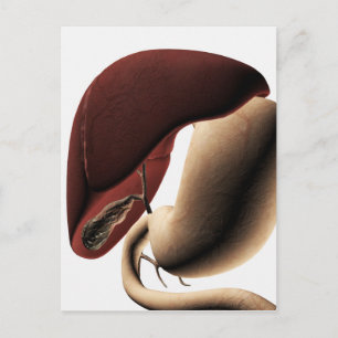Carte Postale Illustration Médicale Du Foie Et De L'Estomac