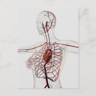 Carte Postale Illustration Médicale Du Système Circulatoire Fémi