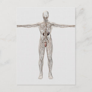 Carte Postale Illustration Médicale Du Système Lymphatique Homme