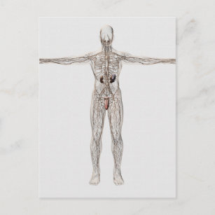 Carte Postale Illustration Médicale Du Système Lymphatique Homme