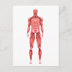Carte Postale Illustration Médicale Du Système Musculaire Mascul