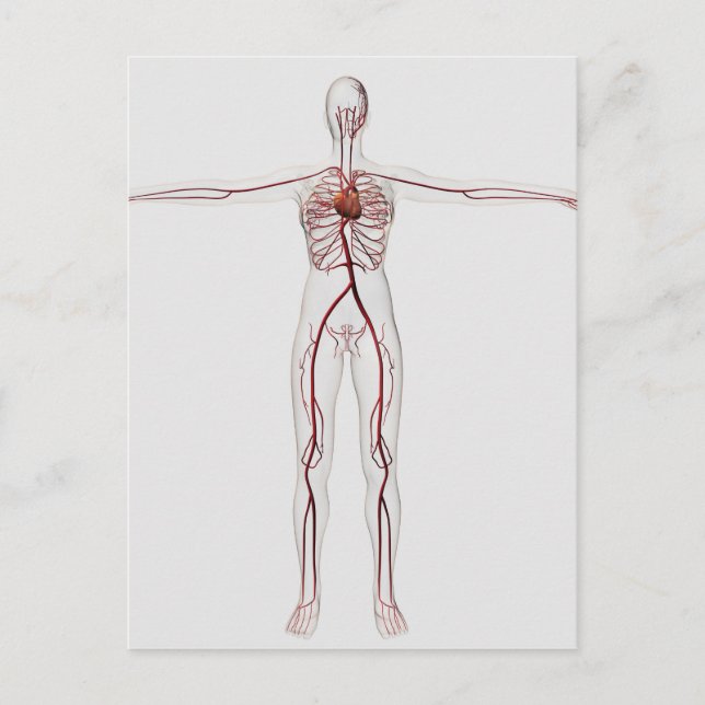 Carte Postale Illustration Médicale : Système circulatoire fémin (Devant)