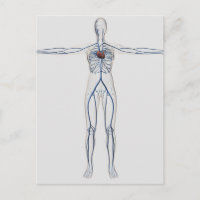 Illustration Médicale : Système circulatoire fémin