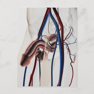 Carte Postale Illustration Médicale : Système de reproduction ma