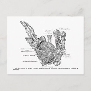 Carte Postale Illustration Médicale vintage Muscles du pouce hum