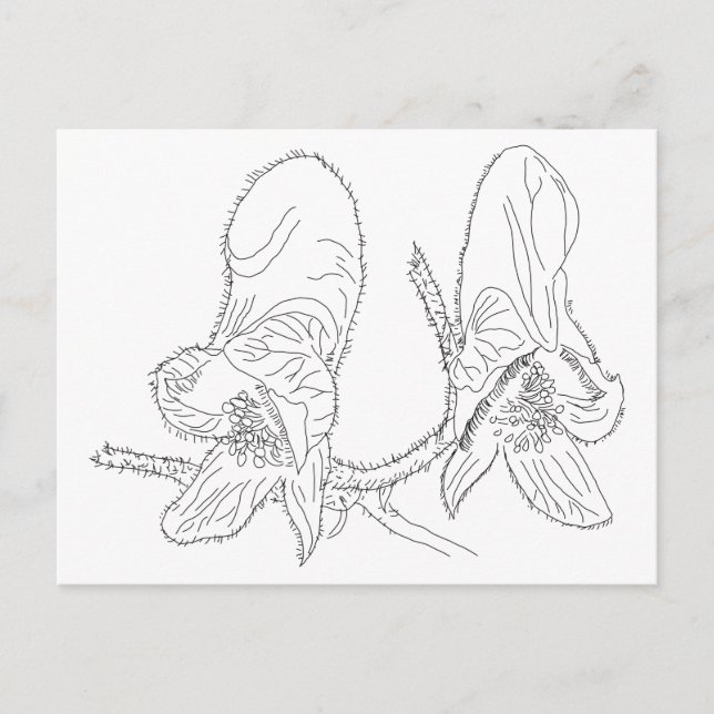 Carte Postale Illustration Monkshood (Devant)