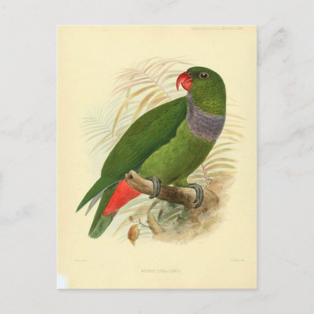 Carte Postale illustration oiseau (Devant)