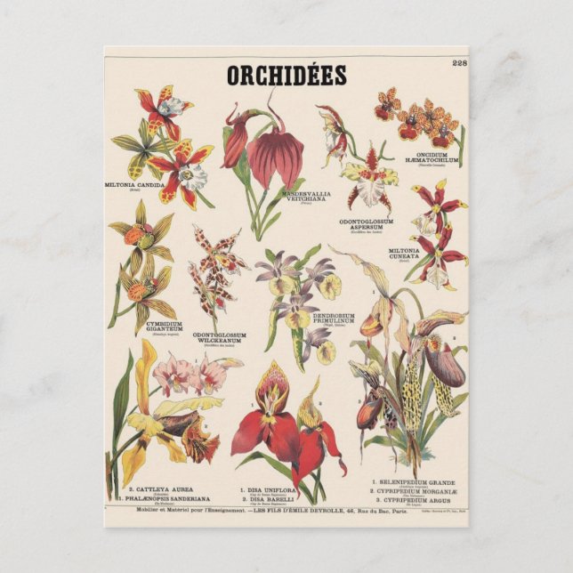 Carte Postale Illustration orchidées (Devant)