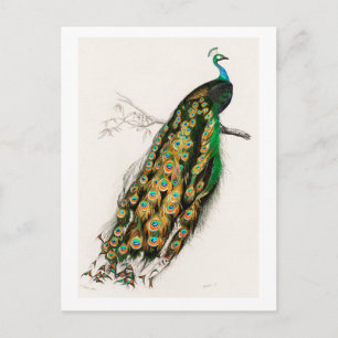 Carte Postale Illustration Peacock Art Vintage