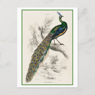 Carte Postale Illustration Peacock par Sir William Jardine
