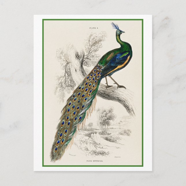 Carte Postale Illustration Peacock par Sir William Jardine (Devant)