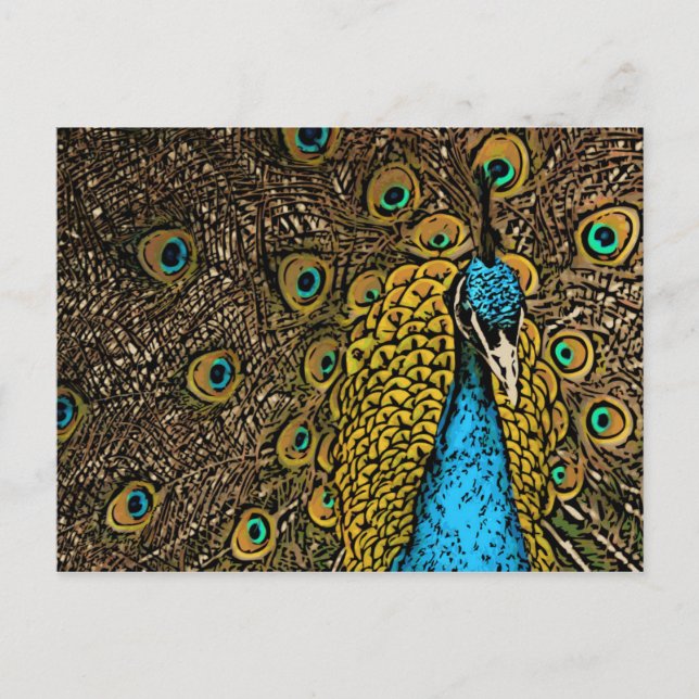 Carte Postale Illustration Peacock Splendor (Devant)